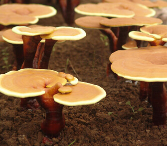 靈芝孢子粉抗癌功效 靈芝孢子粉食用方法