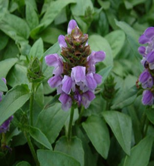 夏枯草功效與作用 夏枯草的食用方法