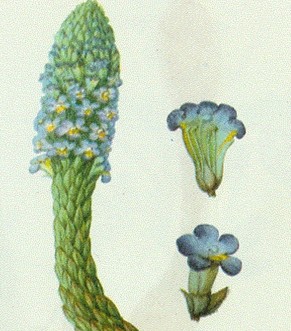 肉蓯蓉的功效與作用 食用方法