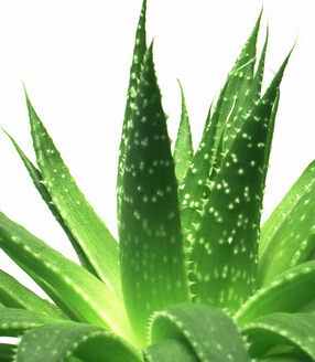 蘆薈的功效與作用 鮮蘆薈汁能防曬
