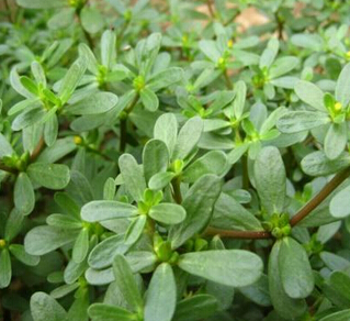 外用馬齒莧治病偏方 馬齒莧治病驗(yàn)方六則