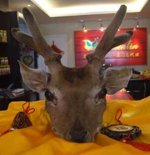 鹿茸片的功效 長(zhǎng)白山梅花鹿茸片怎么吃