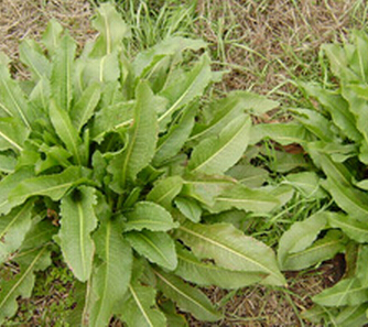 板藍根的藥用價值 板藍根防治病毒性肝炎