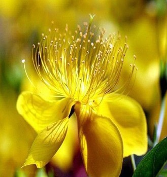 連翹的功效與作用 連翹治病六個(gè)小驗(yàn)方