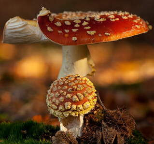 靈芝茶該怎么泡 靈芝茶的功效與作用