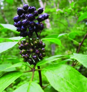 刺五加有益氣健脾 補(bǔ)腎安神之效