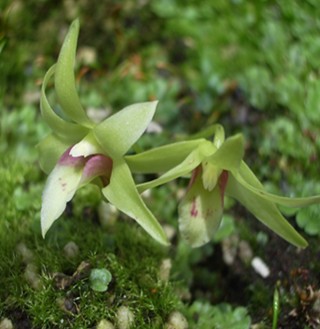 石斛的功效與作用 降低血糖血脂