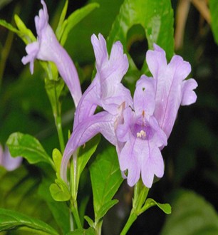 板藍(lán)根的功效與作用 防治病毒性肝炎