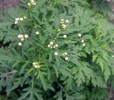 艾蒿的藥理作用 艾蒿泡澡祛除濕寒