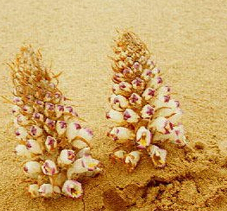 肉蓯蓉的功效與作用及食用方法