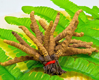 冬蟲夏草的藥用價值 生長環(huán)境及藥用價值