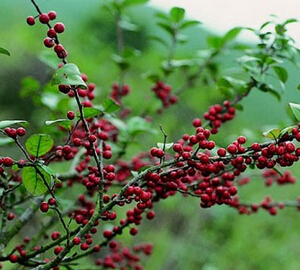野生毛冬青茶葉 養(yǎng)肝護肝祛火