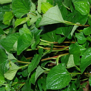 魚腥草的作用 魚腥草的植物性狀與鑒別方法