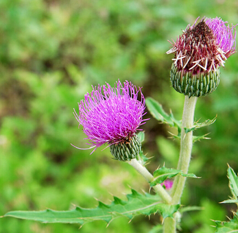 艾葉的用藥禁忌 陰虛血熱者慎用艾葉