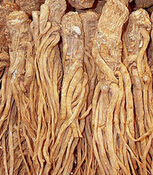 當歸的功效與作用 及當歸的食用方法