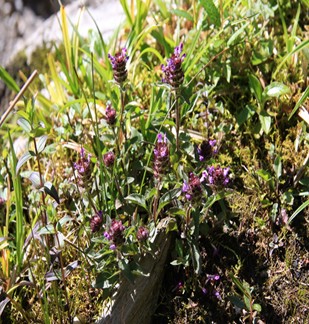 夏枯草功效與作用 夏枯草的食用方法