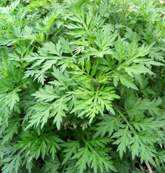 艾草的功效與作用 艾草有散寒除濕之效