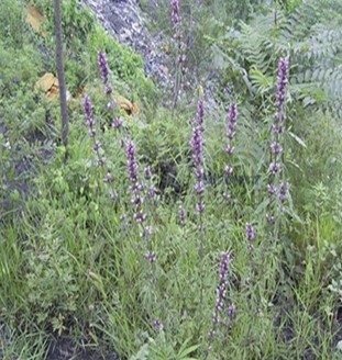 益母草的功效 益母草對(duì)子宮的作用