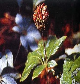 三七的功效與作用 三七的臨床應(yīng)用有哪些