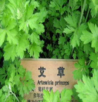 艾草的功效與作用 艾草對家居環(huán)境凈化作用