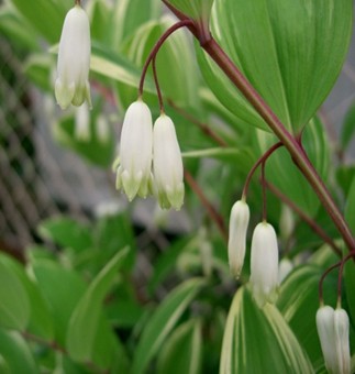 黃精泡水喝的功效與副作用