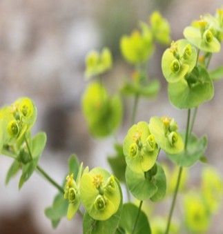 柴胡的功效與作用 不合理服用能損害腎臟