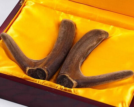 鹿茸的滋補功效 上火服用鹿茸會火上澆油