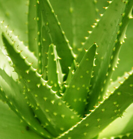 蘆薈膠的用法 蘆薈膠的功效與作用