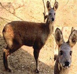 人工麝香的功效與作用 食用方法