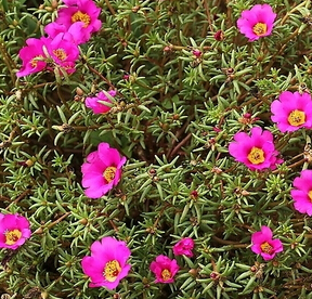 馬齒莧的副作用 年老體弱不宜多吃馬齒莧