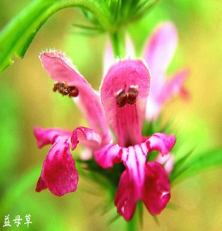 益母草的外敷內(nèi)服法 益母草泡紅棗吃法