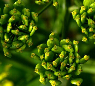 川芎補(bǔ)血益氣 川芎的功效與作用及禁忌