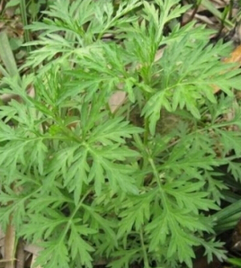 艾草的功效與作用 女性吃艾草的好處