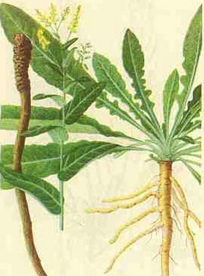 板藍根副作用 不可超3天連續(xù)服用