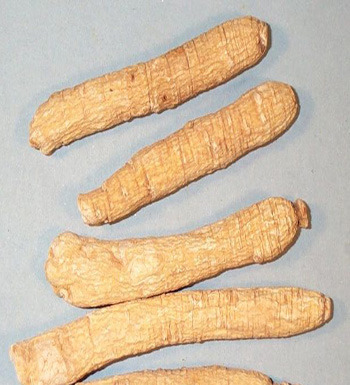 北沙參的功效與作用  祛痰止咳養(yǎng)肺潤肺