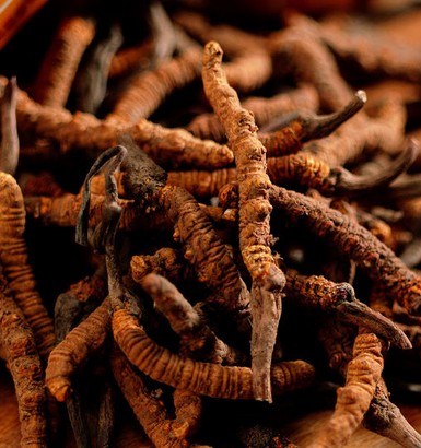 冬蟲夏草不能和什么食物一起吃