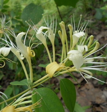 金銀花清熱不傷胃 夏季常喝防暑