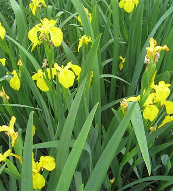 石菖蒲的功效與作用 石菖蒲的藥理作用