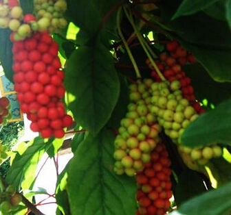 五味子泡水喝功效 益氣生津可治療胃炎