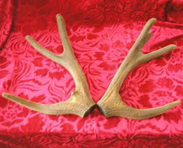 鹿茸的進(jìn)補(bǔ)功效 鹿茸可進(jìn)行生精補(bǔ)髓