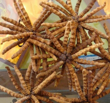 冬蟲(chóng)夏草的食用方法和不同功效有哪些