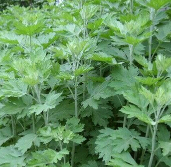 艾草養(yǎng)生小偏方 女人性體寒可以多食用