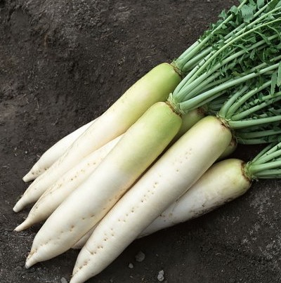 吃中藥不能吃什么 溫補(bǔ)中藥忌白蘿卜