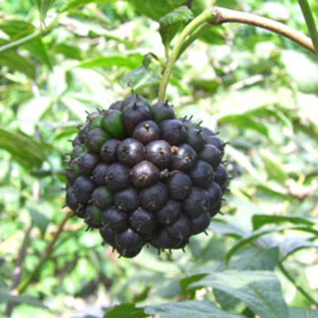 刺五加植物長(zhǎng)什么樣 刺五加植物形態(tài)與功能