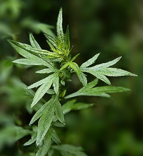 如何止血 艾葉的止血功效與泡酒作用