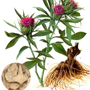 白術(shù)祛斑效果怎么樣 白術(shù)的功效與作用