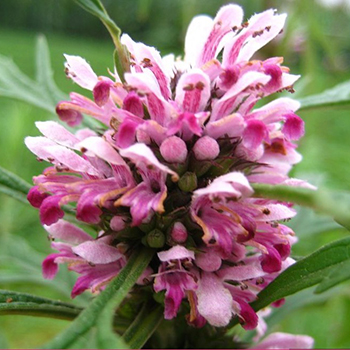 益母草是治療婦產(chǎn)科疾病的傳統(tǒng)藥物