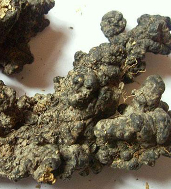 豬苓的功效與作用 豬苓常用的中醫(yī)選方