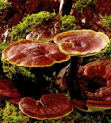 靈芝的存放方法 靈芝的儲(chǔ)存方法介紹