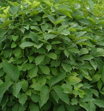 治失眠良藥刺五加 陰虛火旺者忌用